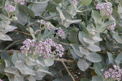 Xylocopa sulcatipes