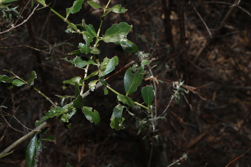 Psydrax odoratus, photograph 4