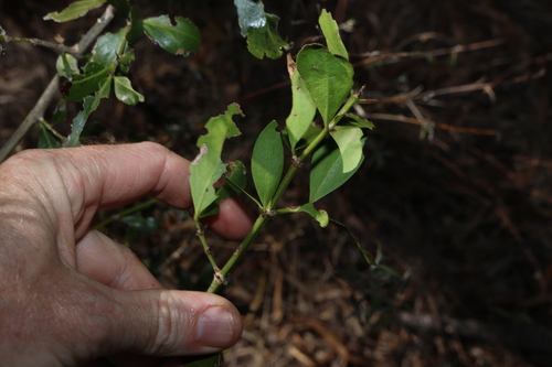 Psydrax odoratus, photograph 6