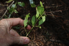 Psydrax odoratus, photograph (c) Greg Tasney, some rights reserved (CC BY-SA)