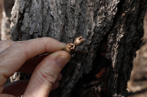 Eucalyptus exserta