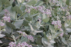 Xylocopa sulcatipes