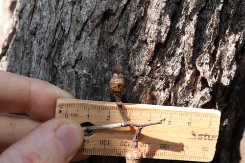 Eucalyptus exserta, photograph 2