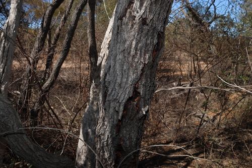 Eucalyptus exserta, photograph 4