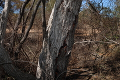 Eucalyptus exserta, photograph (c) Greg Tasney, some rights reserved (CC BY-SA)