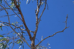 Eucalyptus exserta, photograph (c) Greg Tasney, some rights reserved (CC BY-SA)