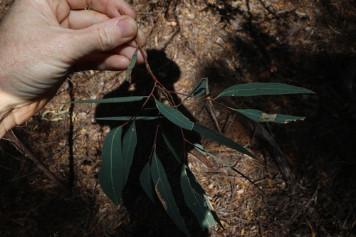Eucalyptus exserta, photograph 6