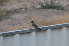 Pycnonotus leucotis