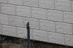 Pycnonotus leucotis
