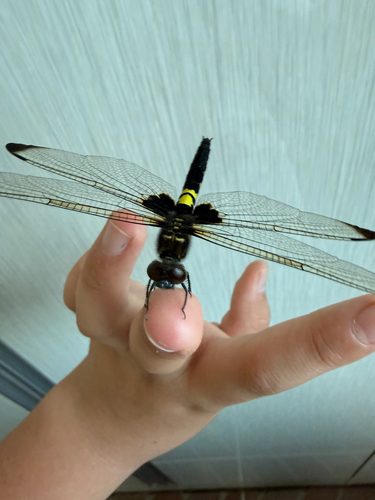 Pied Skimmer