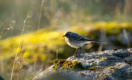 White Wagtail