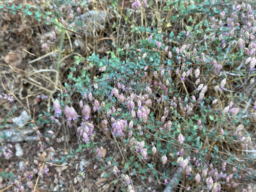 Origanum sipyleum