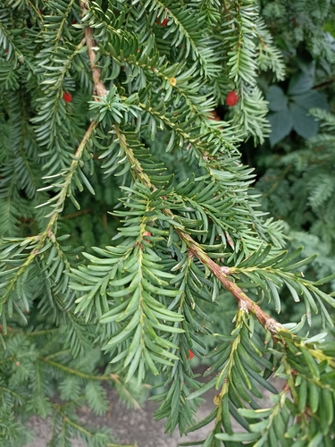 common yew