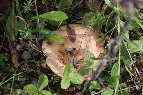 Lactarius pubescens — (c) Константин Селивёрстов, some rights reserved (CC BY)