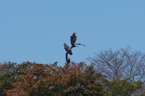 White-backed Vulture