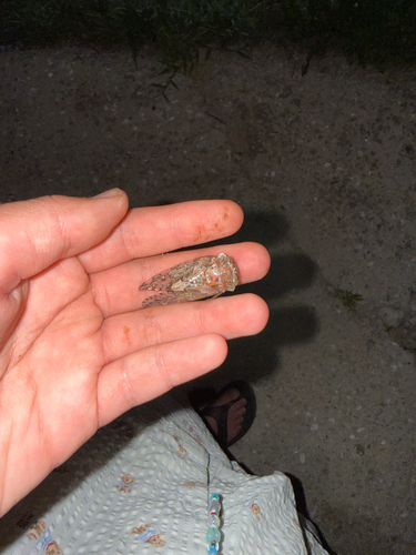 Kaempfer Cicada