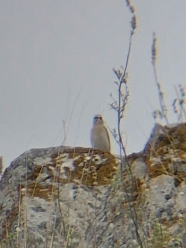 Northern Wheatear