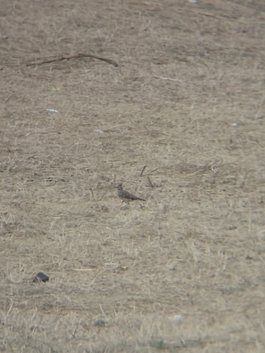 Crested Lark