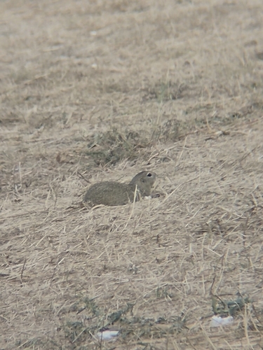 European Ground Squirrel