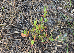 Ruschia macowanii