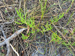 Ruschia macowanii, photograph (c) Caroline Voget, some rights reserved (CC BY)