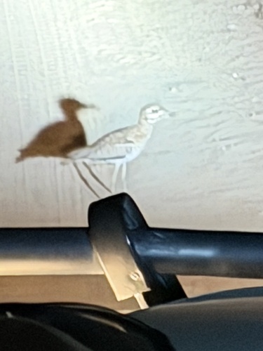 iNaturalist image