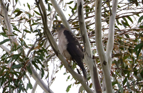 Brown Goshawk