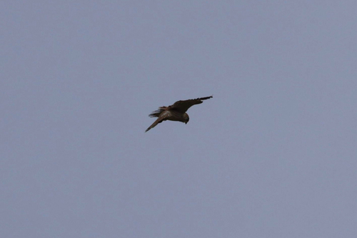 Nankeen Kestrel