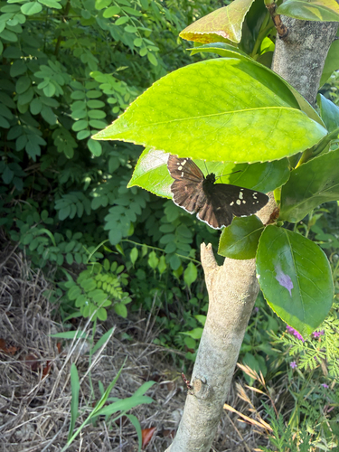 White-banded Flat