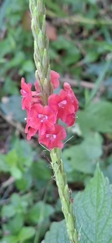 Stachytarpheta mutabilis observed 2026-08-28