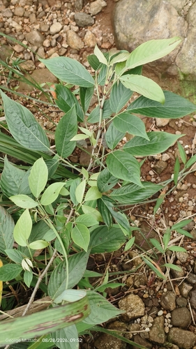 Dendrolobium triangulare observed 2026-08-28