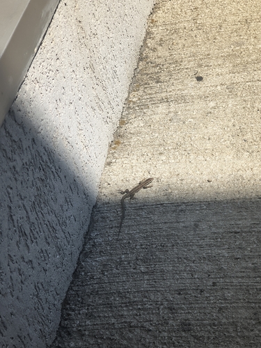 Common Wall Lizard