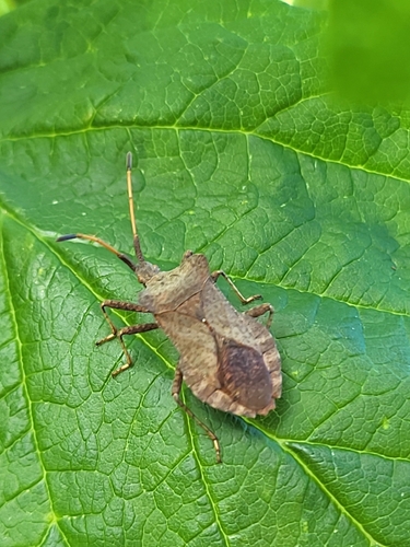 Dock Bug