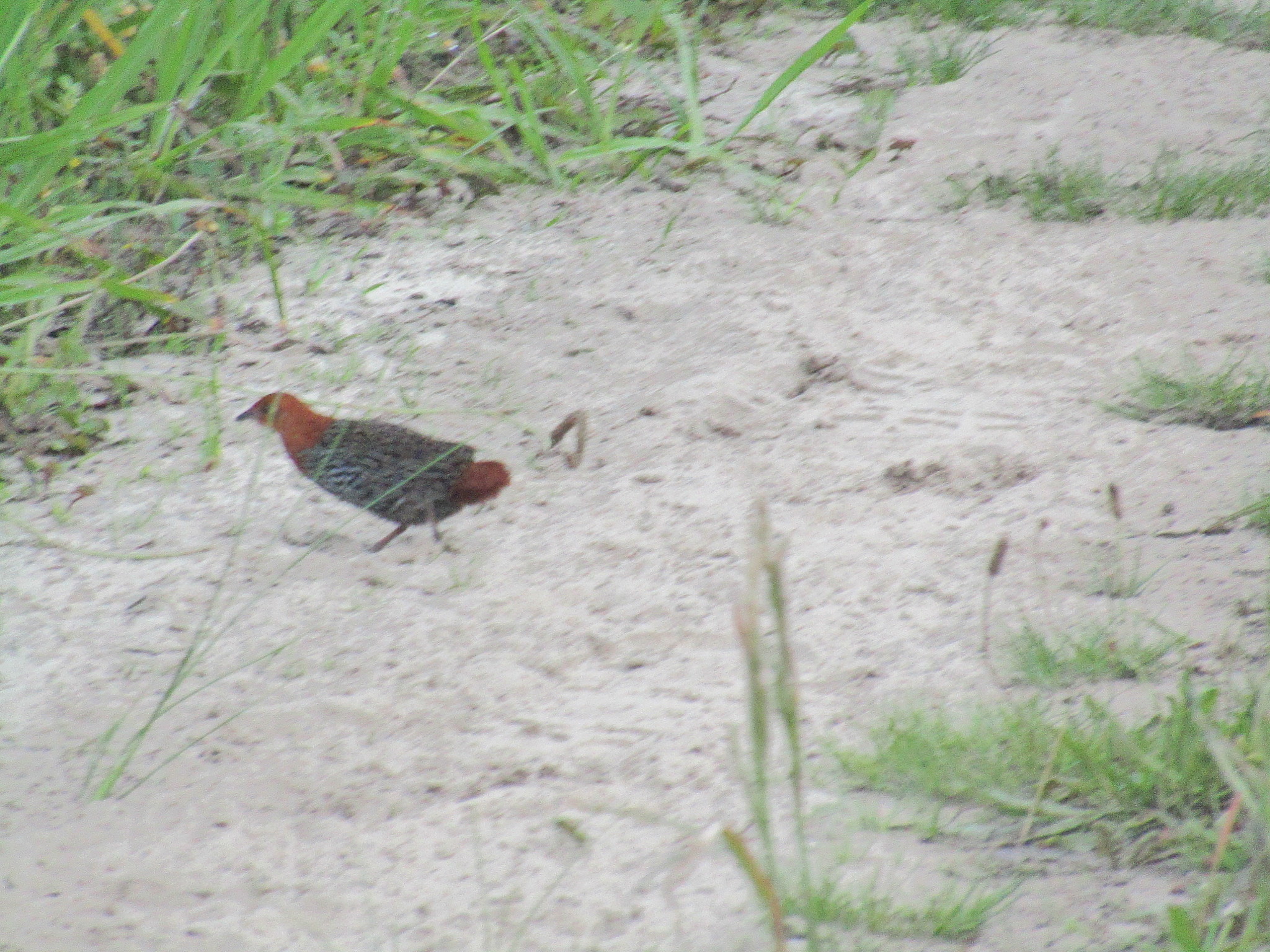 Striped Flufftail (Sarothrura affinis), photo 4