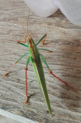 Jimenezia elegans