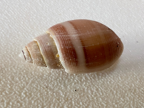 Acteon tornatilis observed 2026-08-16