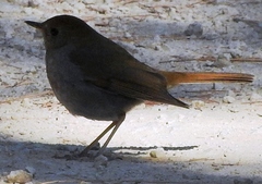 Catharus occidentalis