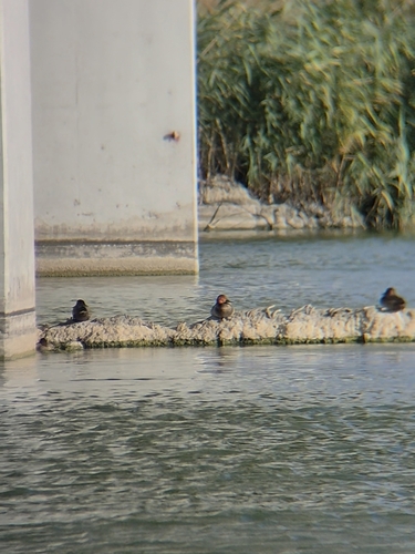 Common Pochard