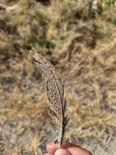 Ring-necked Pheasant