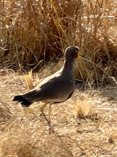 iNaturalist image