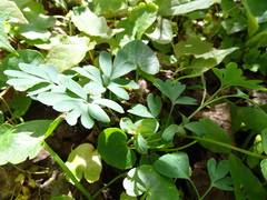 Corydalis cava
