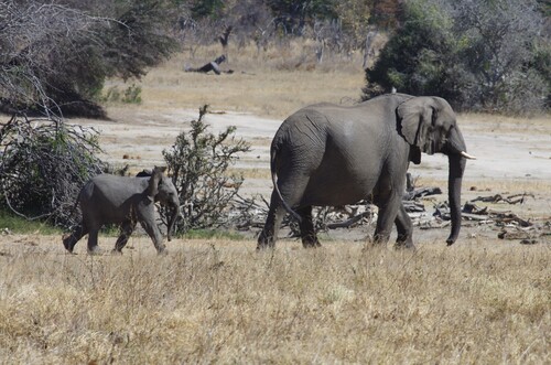 African Savanna Elephant