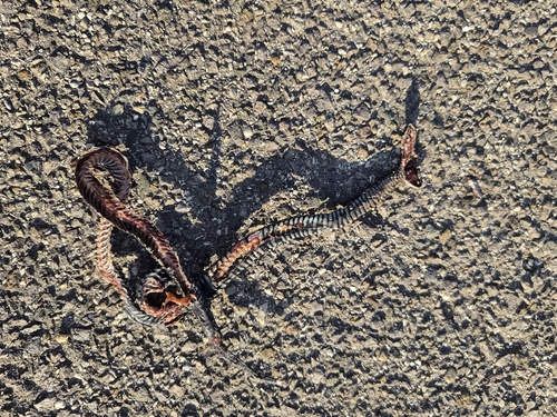 grass snake