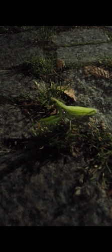 European Mantis