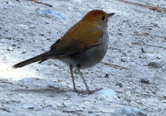 Catharus occidentalis