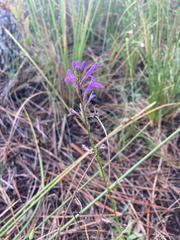 Lobelia urens