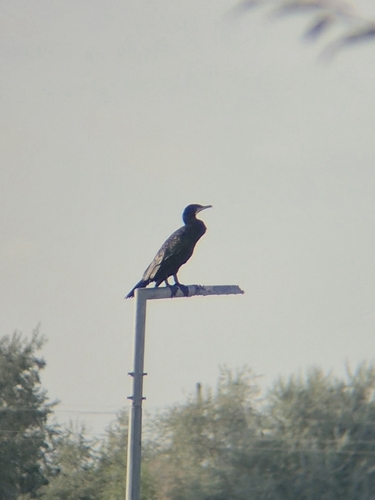 Great Cormorant