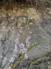 Delphinium gypsophilum