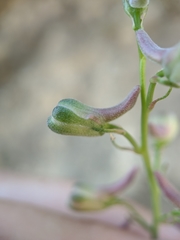 Delphinium gypsophilum