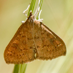 Mecyna mustelinalis